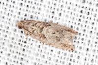 Pammene gallicolana