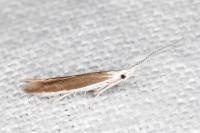 Coleophora acrisella