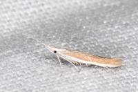 Coleophora acrisella