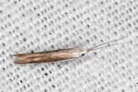 Coleophora acrisella