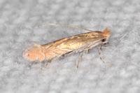 Phyllonorycter messaniella