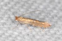 Phyllonorycter messaniella