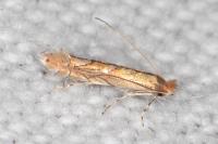 Phyllonorycter messaniella