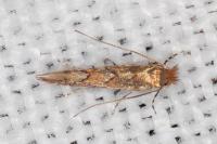 Phyllonorycter messaniella