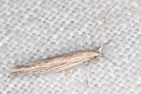 Coleophora texanella
