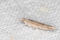 Coleophora texanella