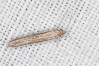 Coleophora texanella