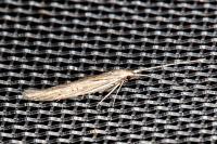 Coleophora texanella
