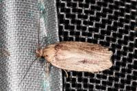 Agonopterix