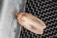 Agonopterix