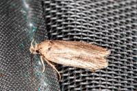 Agonopterix
