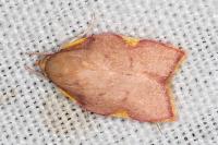Carcina quercana