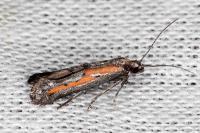 Ochromolopis ictella