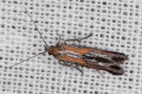 Ochromolopis ictella