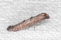 Ochromolopis staintonellus
