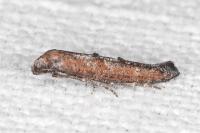 Ochromolopis staintonellus