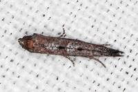 Ochromolopis staintonellus