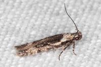 Carpatolechia decorella
