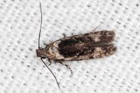 Carpatolechia decorella