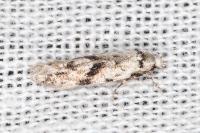 Stenolechia gemmella