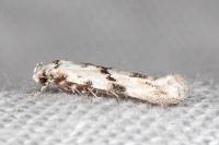 Stenolechia gemmella