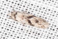Stenolechia gemmella