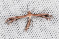 Stangeia siceliota