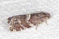 Cydia coniferana