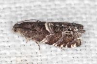 Cydia coniferana