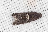 Cydia coniferana