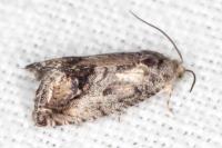 Cydia splendana