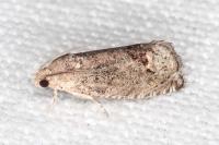 Cydia splendana