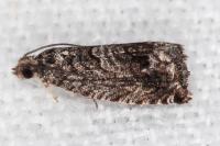 Cydia splendana
