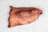 Archips podana