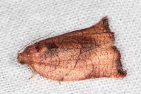 Archips podana