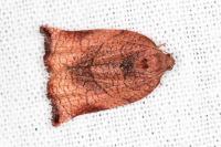 Archips podana