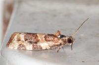 Argyrotaenia ljungiana