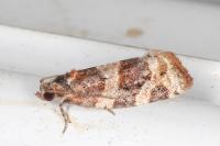 Argyrotaenia ljungiana