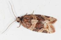 Argyrotaenia ljungiana