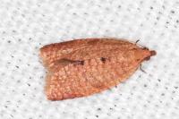 Clepsis consimilana