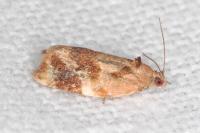 Ditula angustiorana