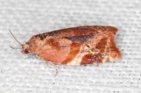 Ditula angustiorana