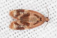 Ditula angustiorana