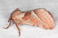 Triodia sylvina