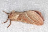 Triodia sylvina