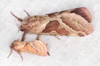 Triodia sylvina