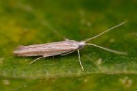 Coleophora pulchripennella