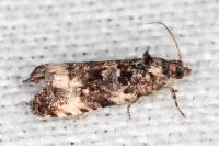 Endothenia marginana