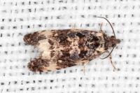 Endothenia marginana