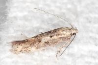 Ephysteris diminutella